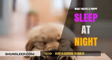 Puppy Sleep Tips: How to Help Your Pup Rest Peacefully at Night