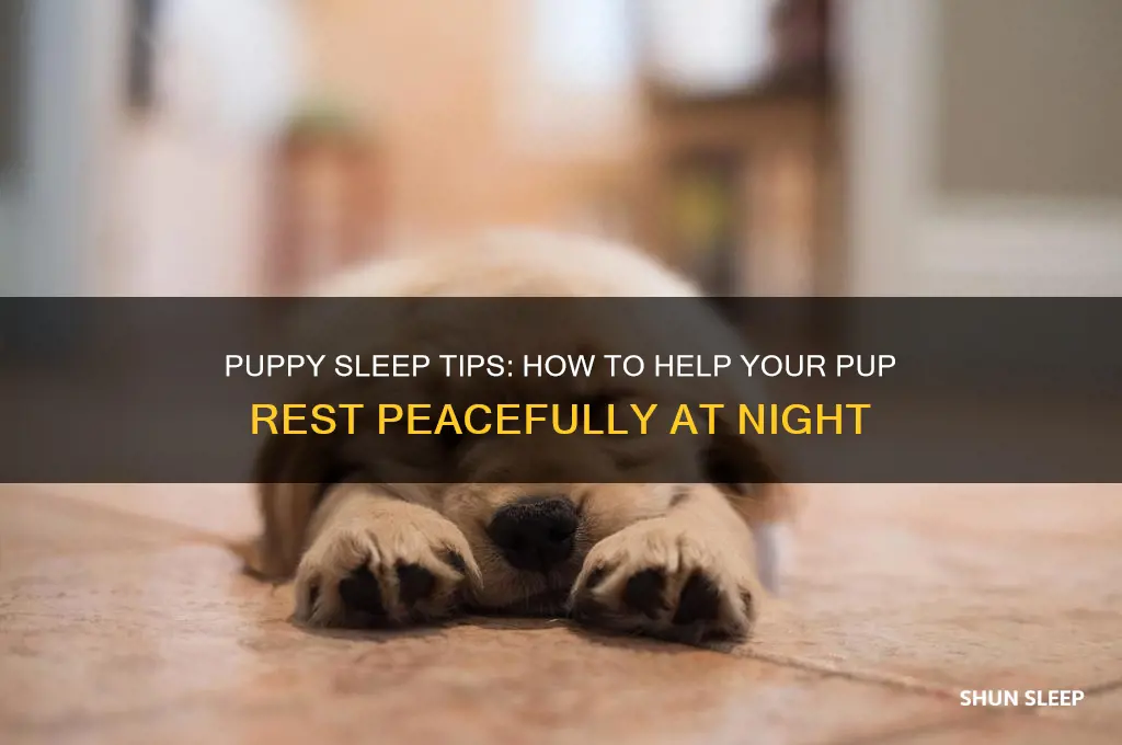 what helps a puppy sleep at night