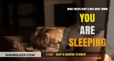 Effective Tips to Keep Your Dog Quiet During Sleep Time
