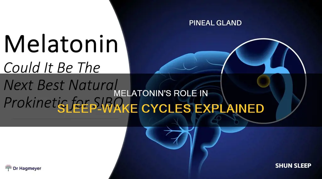 what hormone controls sleep wake cycle