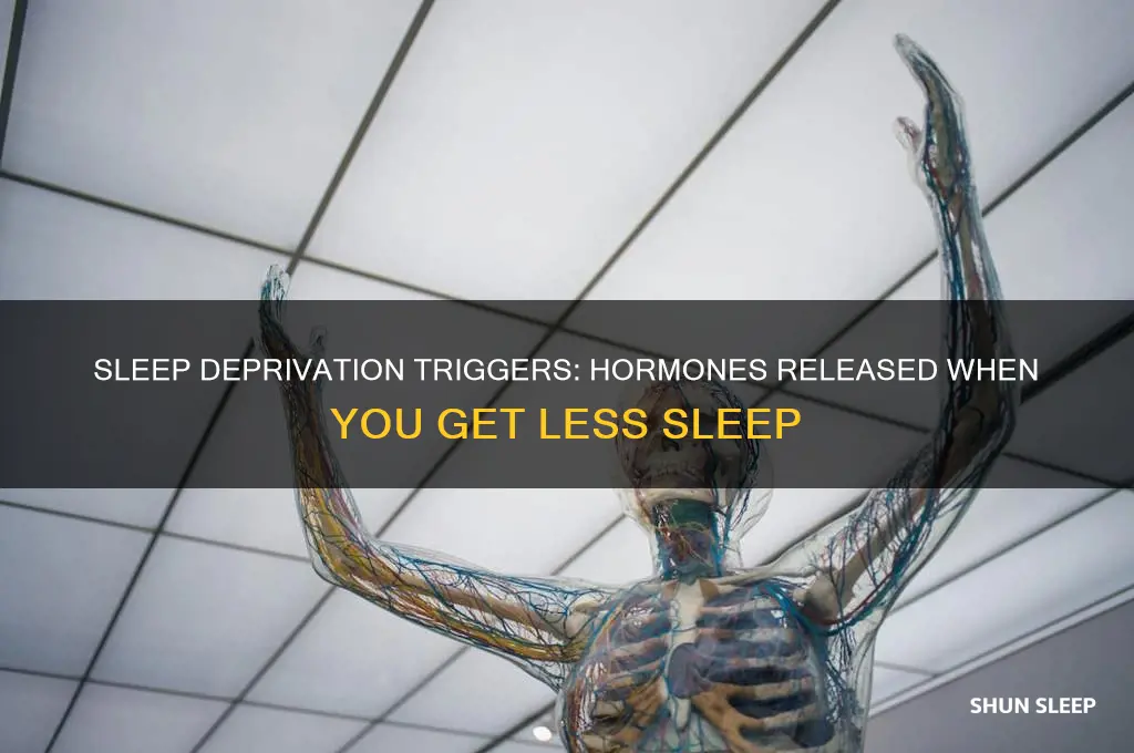 what hormone is realsed when you get less sleep