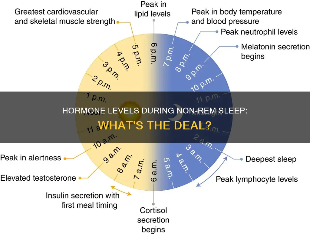 what hormone levels inccrease during non-rem sleep stages 1-4