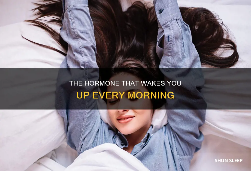 what hormone wakes you up