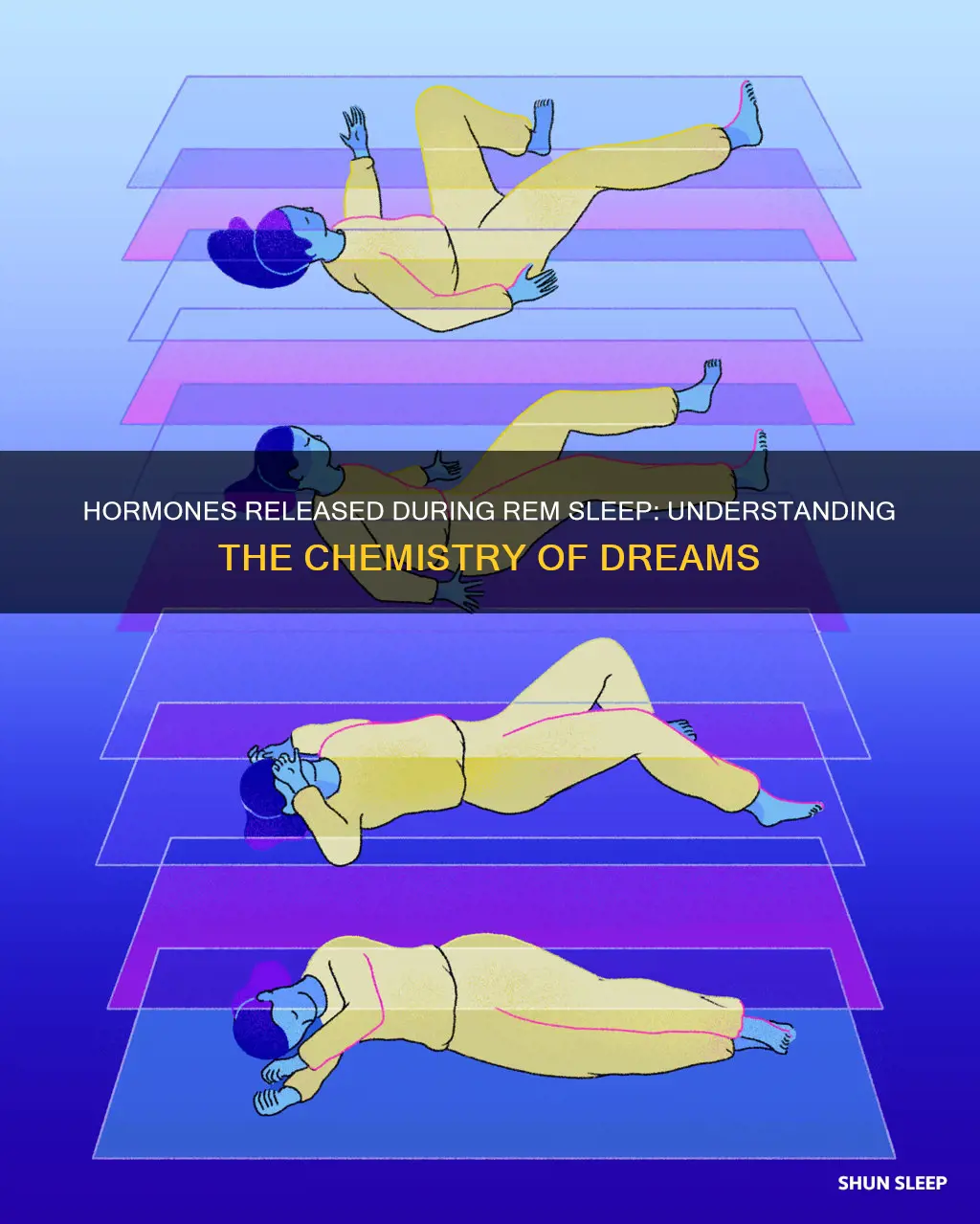 what hormones are released during rem sleep