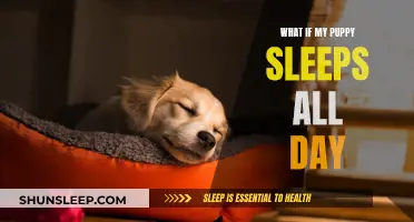 Puppy Naps: Understanding Your Pup's Sleep Patterns