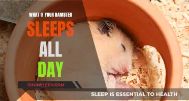 Hamster Hibernation: Why Do They Sleep So Much?