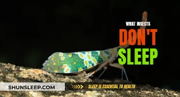 The Sleepless World of Insects: Who Never Sleeps?