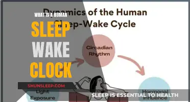 Understanding the Human Sleep-Wake Cycle: The Role of the Clock