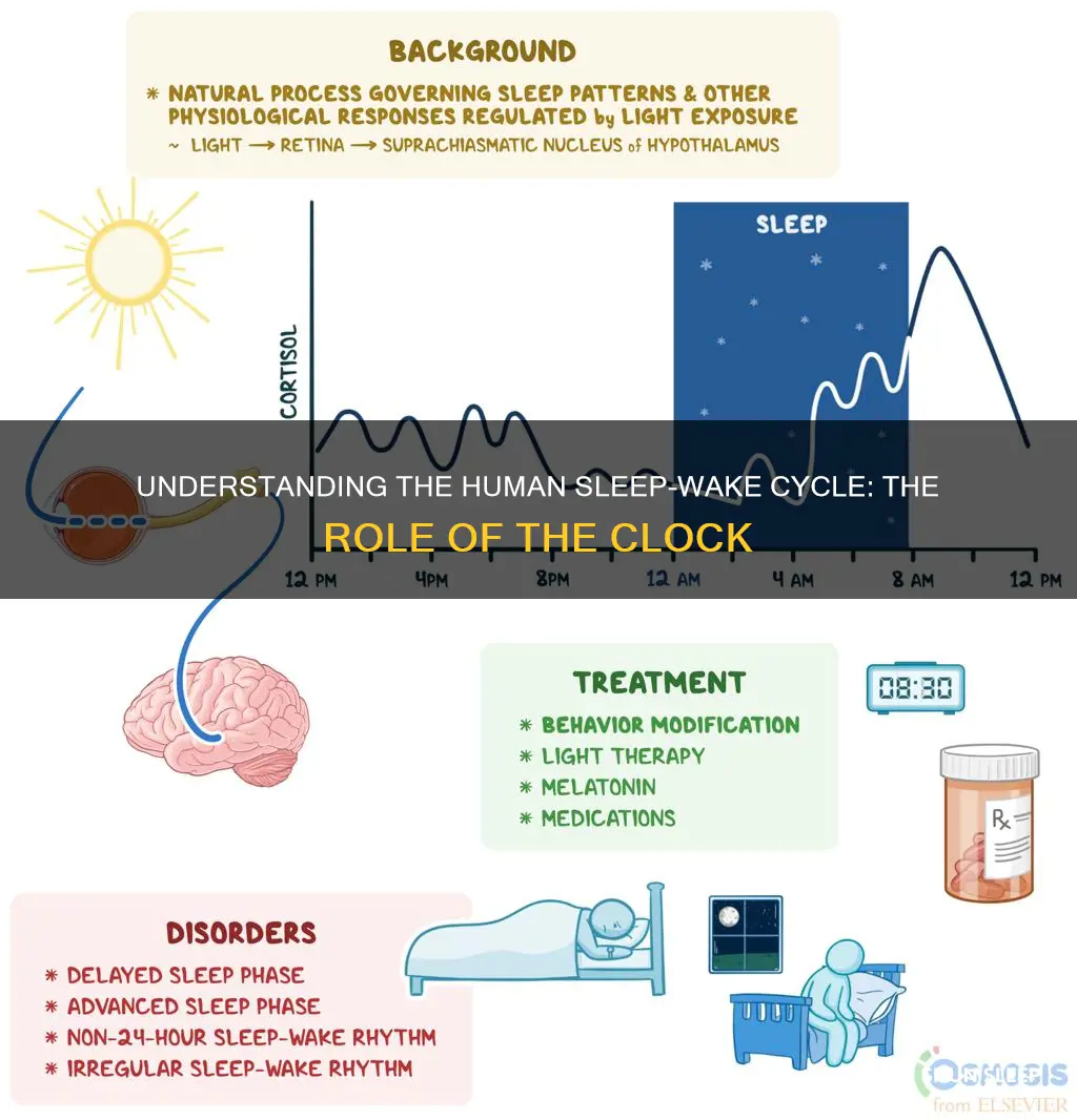 what is a human sleep wake clock