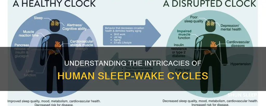 what is a human sleep wake clock