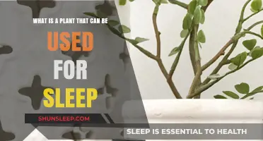 Herbal Sleep Aids: Plants for Restful Slumber