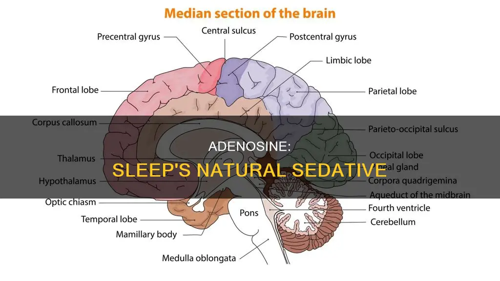 what is adenosine used for in sleep