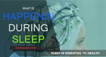 The Brain's Night Shift: Unraveling Sleep's Mystery