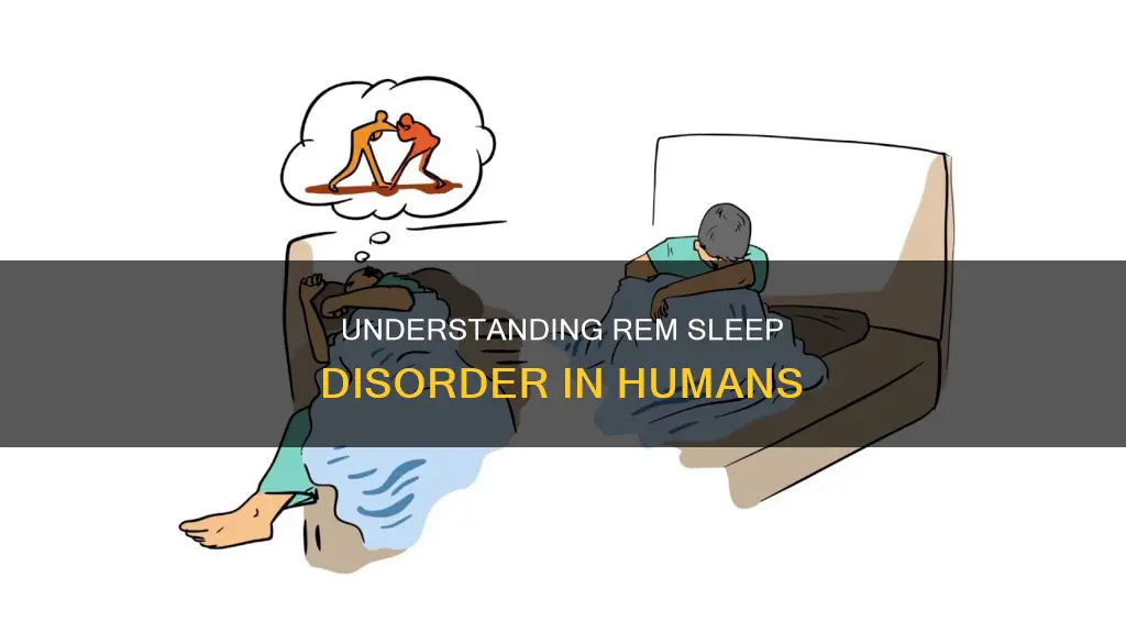 what is rem sleep disorder in humans