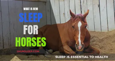 REM Sleep: Understanding Horses' Dreams and Sleep Patterns