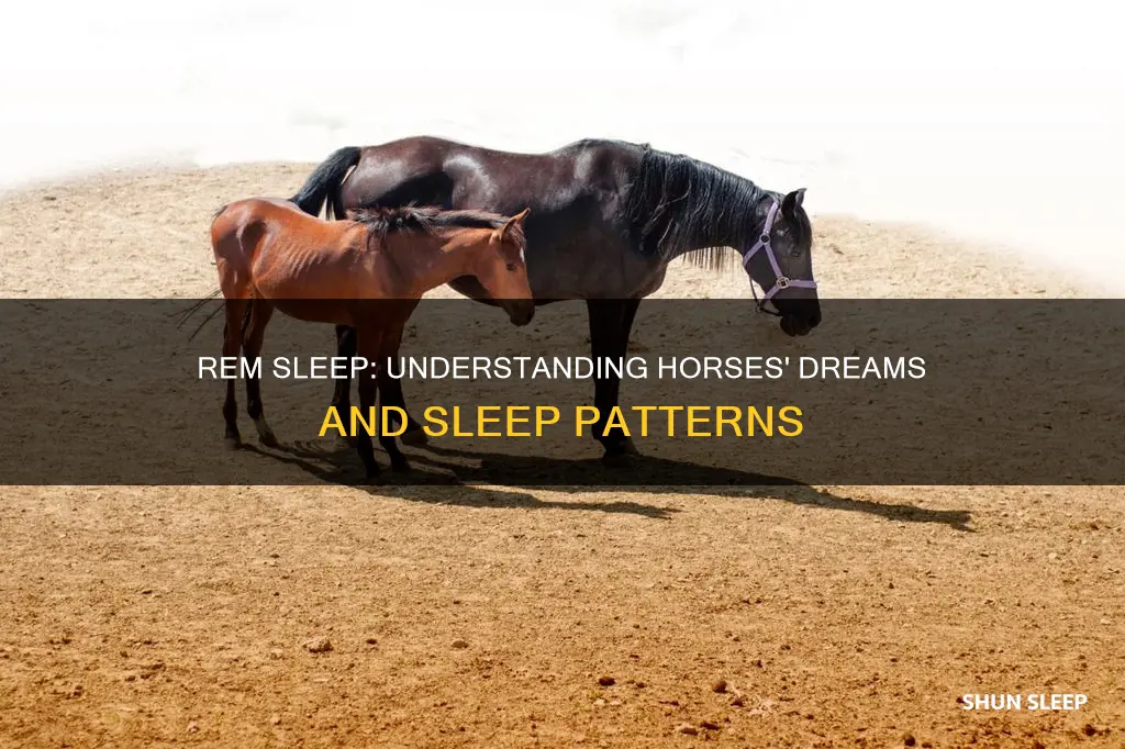 what is rem sleep for horses