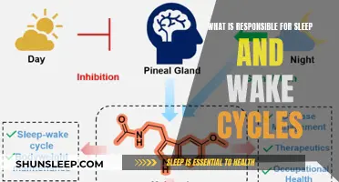 Understanding the Science Behind Our Sleep-Wake Rhythm