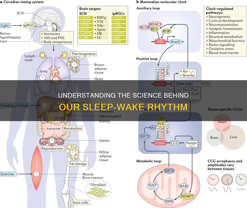 what is responsible for sleep and wake cycles