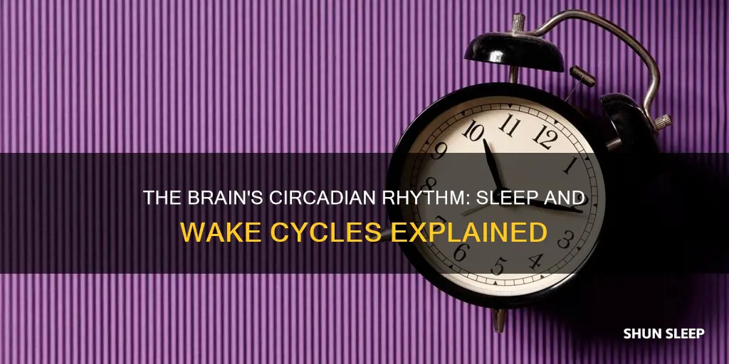 what is responsible for sleep and wake cycles