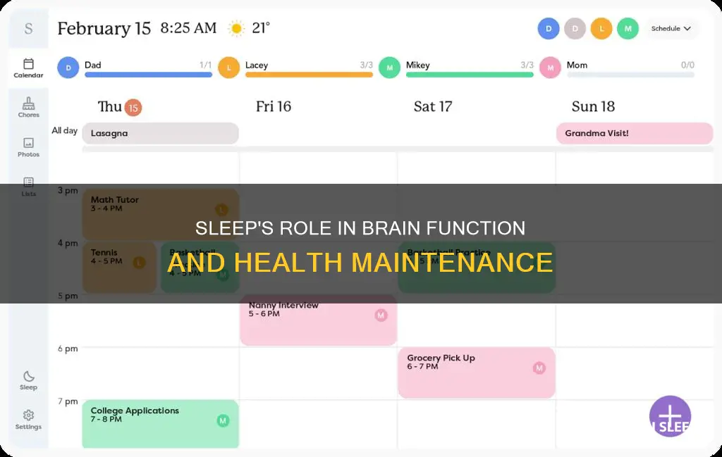 what is sleep needed for
