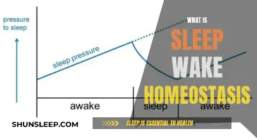 Understanding Sleep-Wake Homeostasis: The Science of Rest and Energy