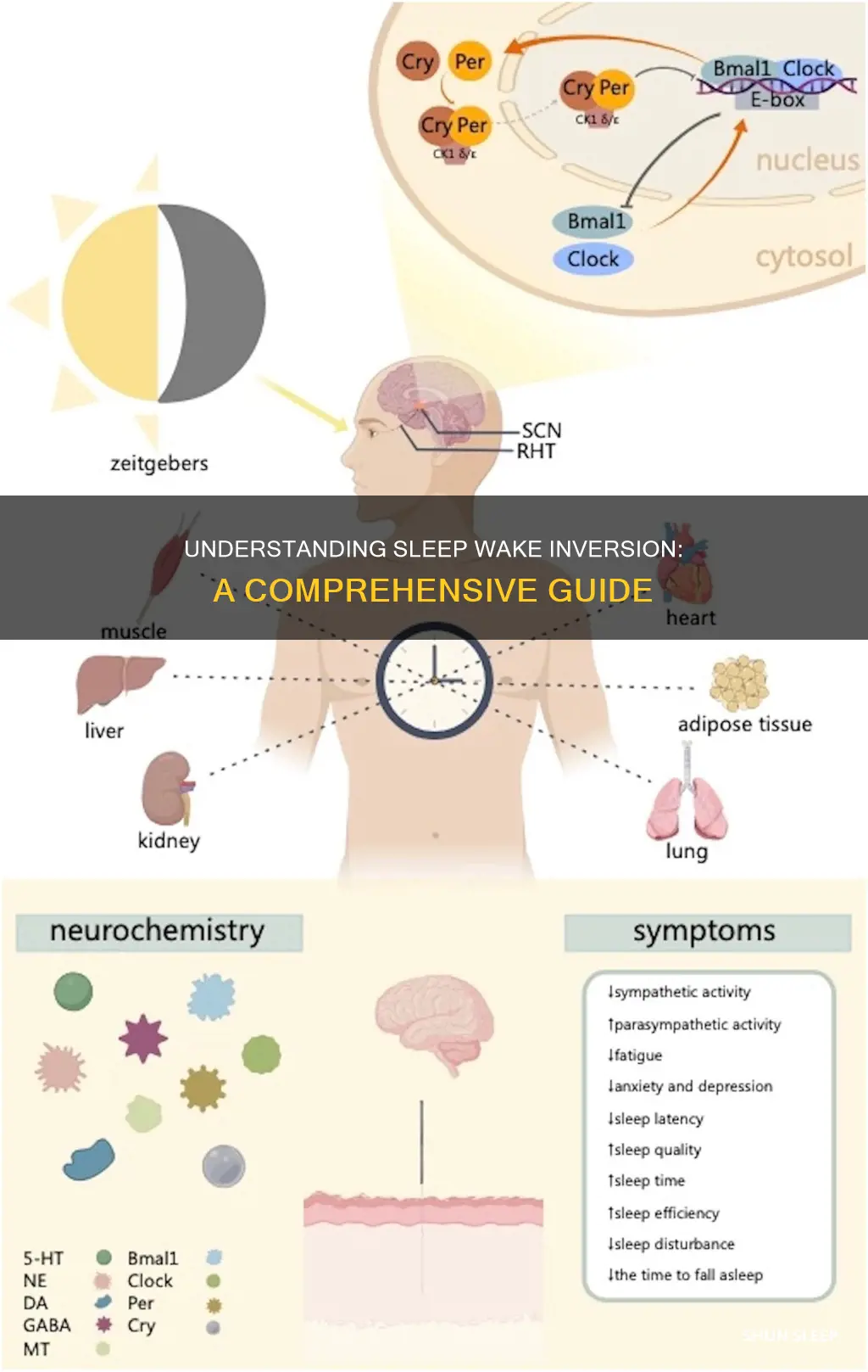 what is sleep wake inversion