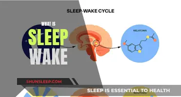 Understanding Sleep-Wake Cycles: A Guide to Restful Days and Productive Nights