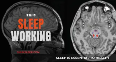 Sleep Working: The Science Behind Sleep and Productivity