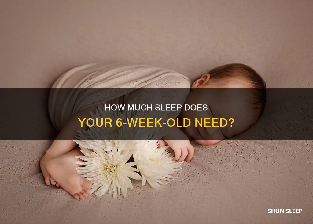 what is the average amount a 6 week old sleeps