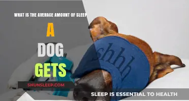 Understanding Your Dog's Sleep Patterns: Average Hours Explained