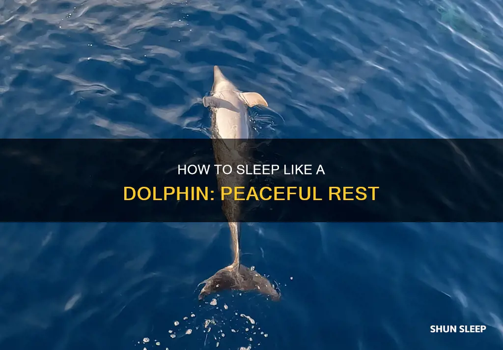 what is the meaning sleeps like a dolphine
