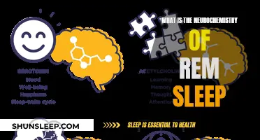 Neurochemistry of REM Sleep: Brain Chemistry and Rest