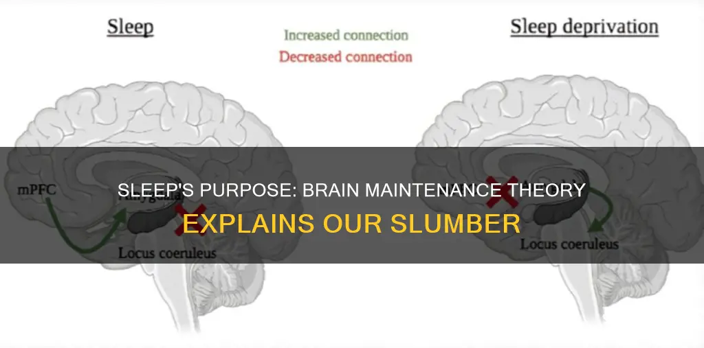 what is the predominant theory of why we need sleep