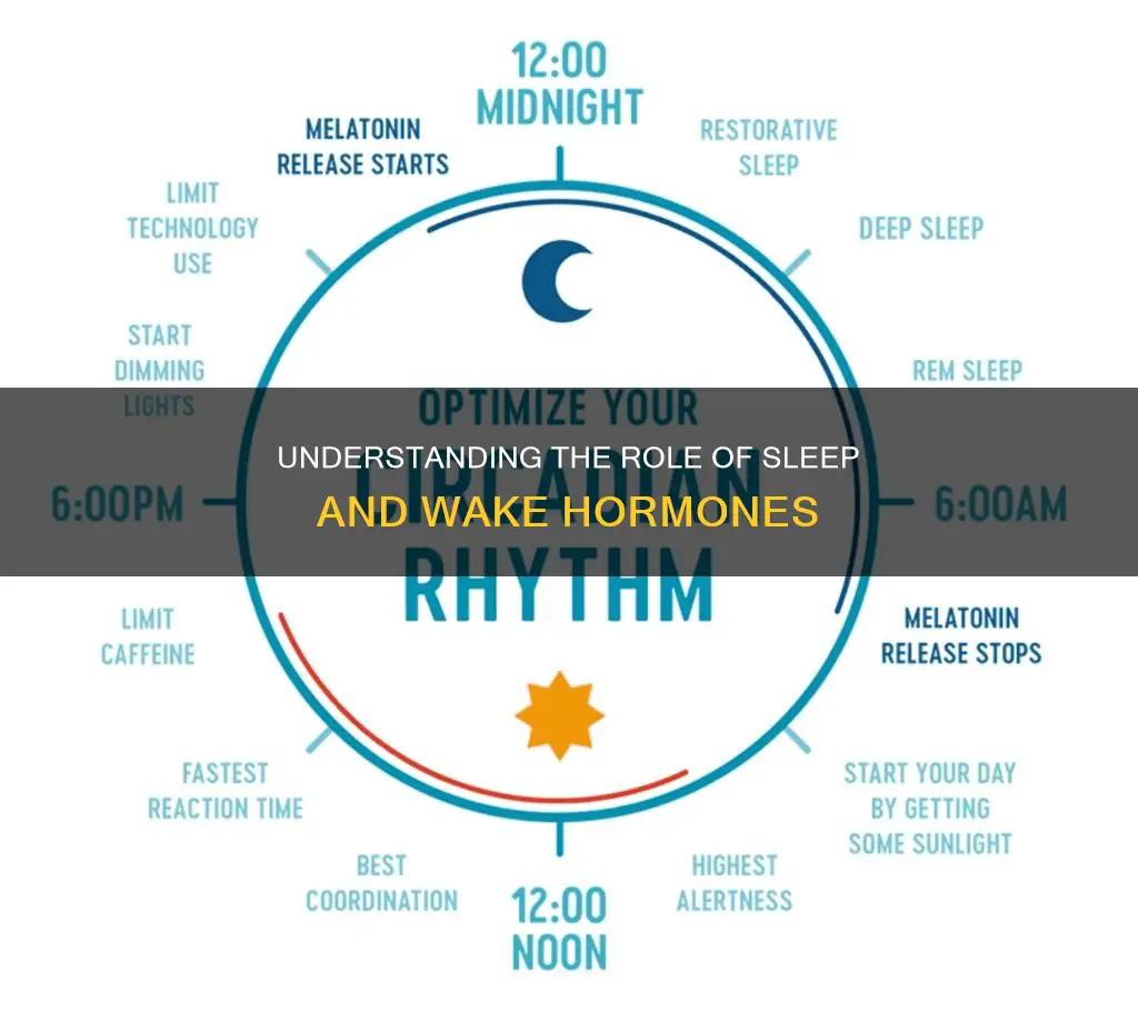 what is the sleep and wake hormones