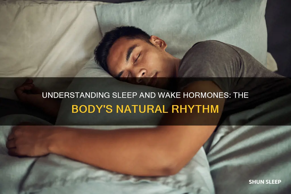 what is the sleep and wake hormones