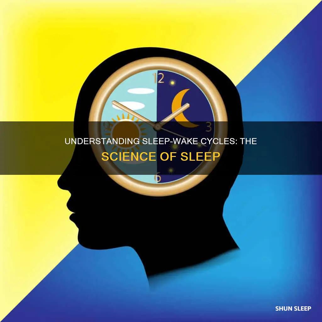 what is the sleep wake cycle called