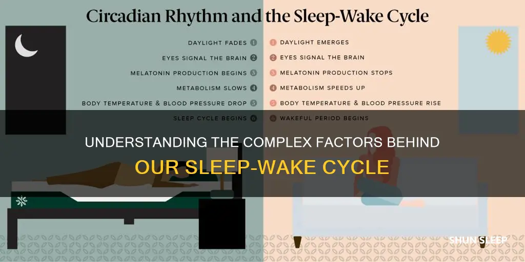 what is the sleep wake cycle influenced by