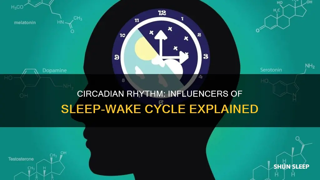 what is the sleep wake cycle influenced by
