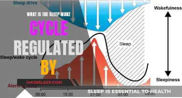 Understanding the Biological Rhythms: What Regulates Our Sleep-Wake Cycle?