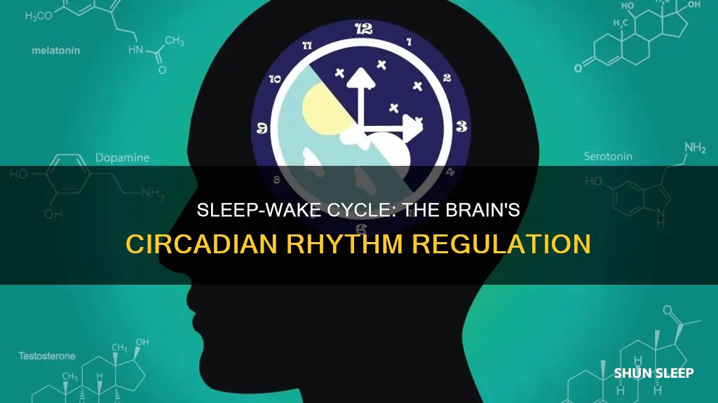 what is the sleep wake cycle regulated by