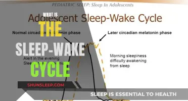 Understanding Sleep-Wake Cycles: The Science of Sleep