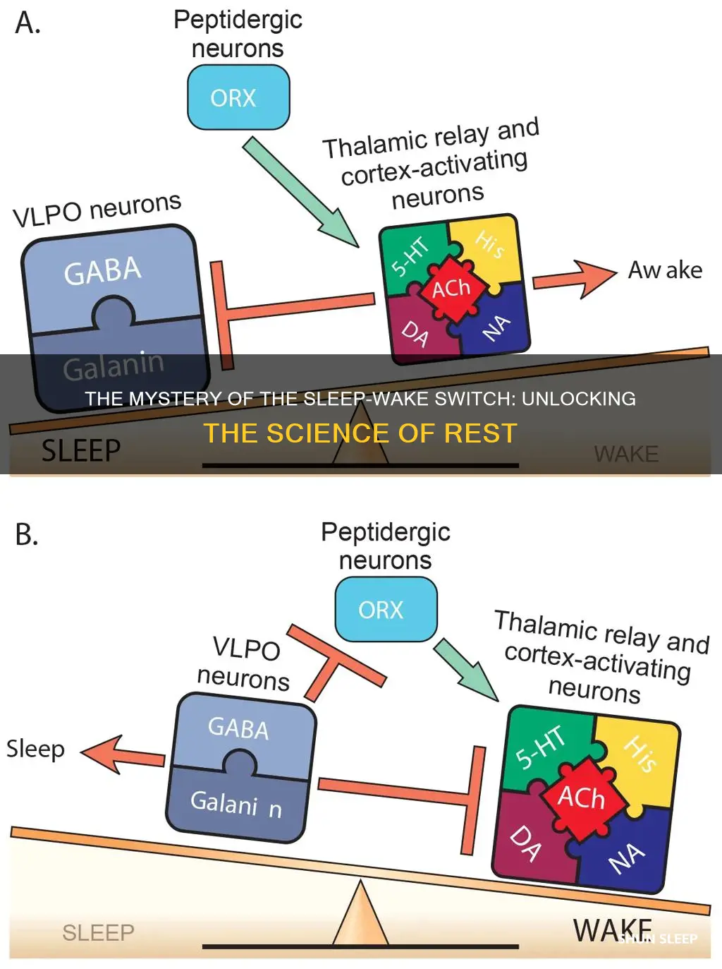 what is the sleep-wake switch