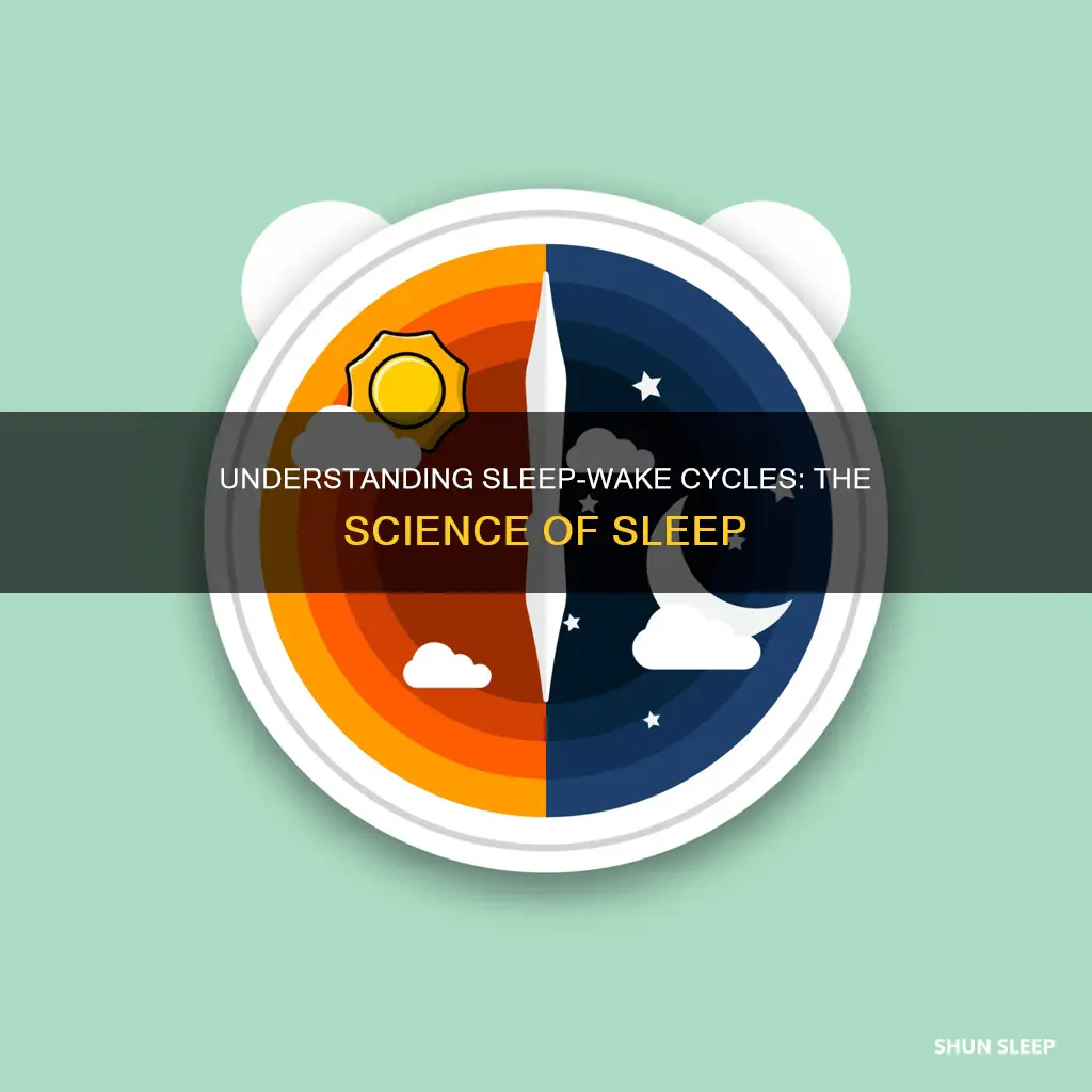what is your sleep-wake cycle