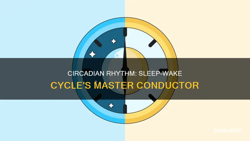 what largely drives our ability to have sleep wak cycles