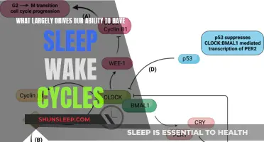 The Science of Sleep: Unlocking the Secrets of Our Circadian Rhythm