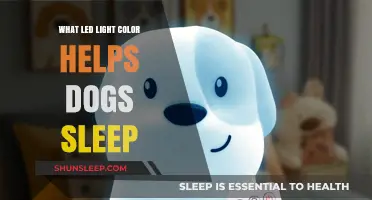 Best LED Light Colors to Help Dogs Sleep Peacefully at Night