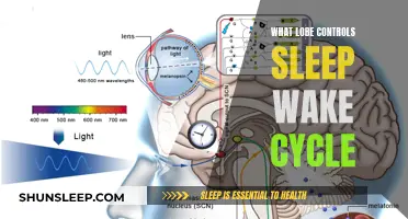 The Master Switch: Understanding the Role of the Hypothalamus in Sleep-Wake Cycle