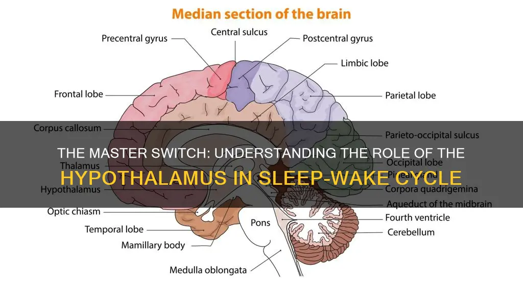 what lobe controls sleep wake cycle