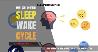 Brain's Control Center: Sleep-Wake Cycle and Lobes