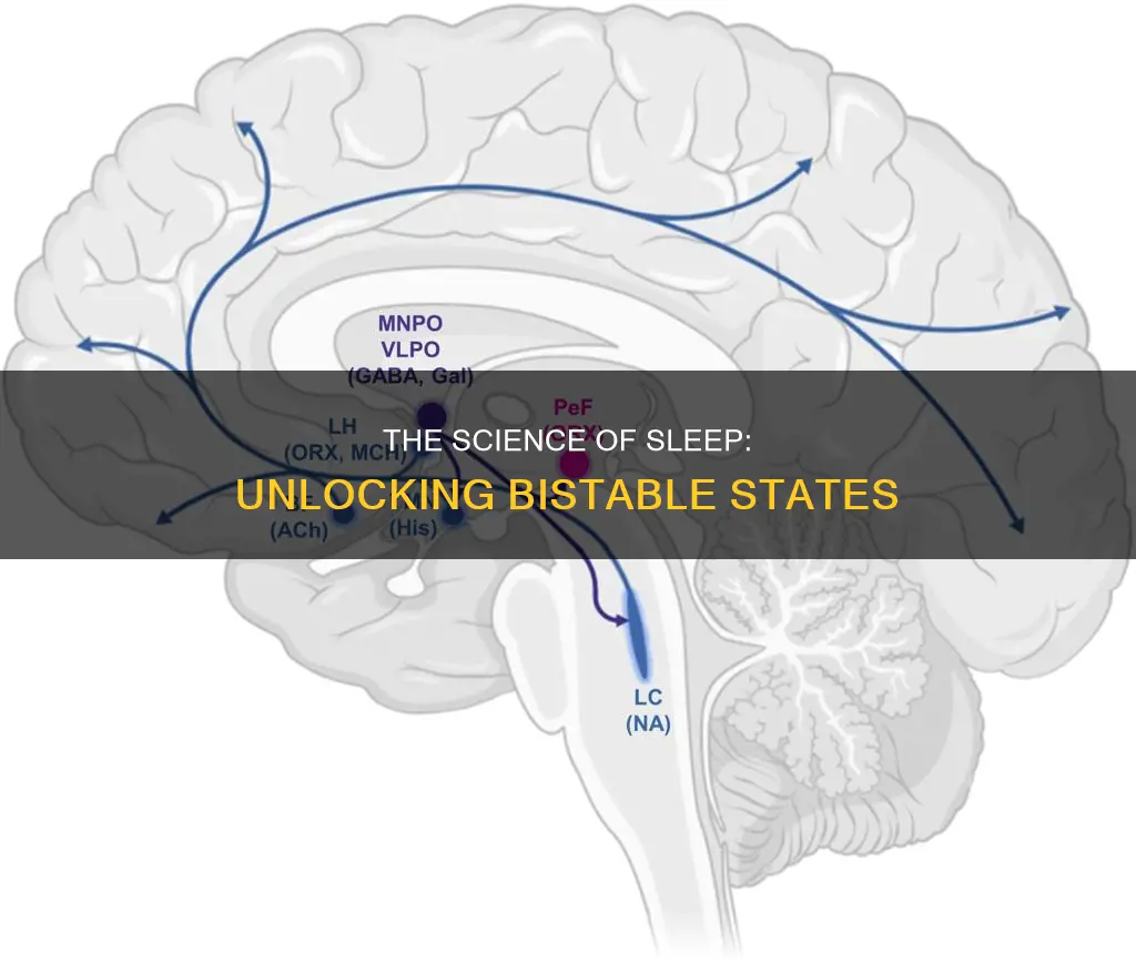 what maintains the bistable sleep-wake states in humans